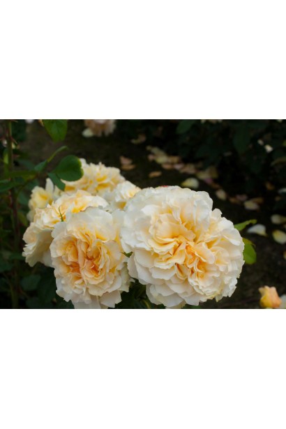 Роза Комтесса – цветы старинной ностальгической формы